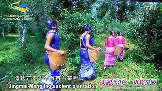Video : China : Pu'Er 普洱 National Park, plus local customs and tea culture
