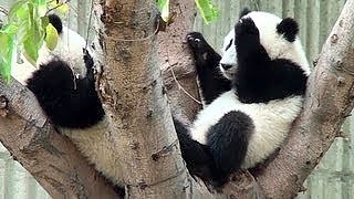 Video : China : ChengDu Pandas 成都潘达