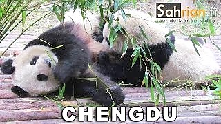 China 中国 trip - fun-loving pandas in ChengDu, LeShan Giant Buddha, ChongQing and Mount Emei