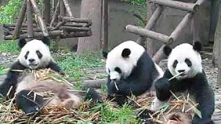 Pandas at the ChengDu 成都 Panda Research Center