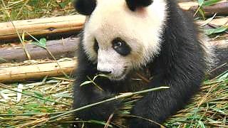 Video : China : Panda eating lunch in ChengDu 成都