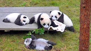 Video : China : More pandas !