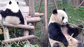 Video : China : Pandas at the Research / Visitor Center in ChengDu 成都