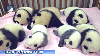 Video : China : The 'Panda Base' Research, Education and Breeding Center, ChengDu 成都