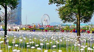 Hong Kong White Rose exhibition space 香港白色玫瑰展示塲地