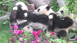 ChengDu Pandas !