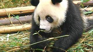 Panda eating lunch in ChengDu 成都